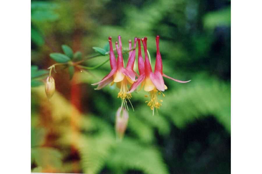 Image of red columbine