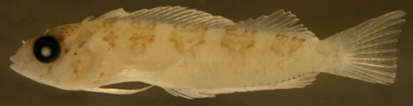 Image of Saddled Blenny