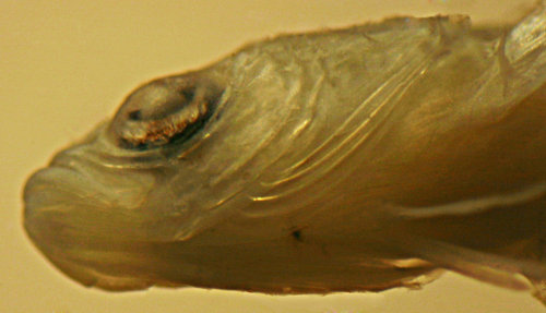 Image of labrisomid blennies