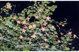 Image of red columbine