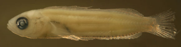 Image of Dusky Blenny