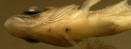 Image of <i>Labrisomus albigenys</i>