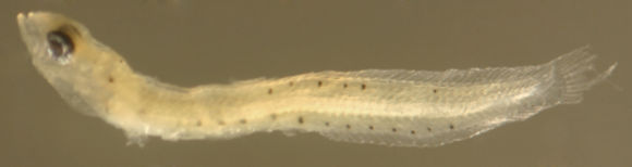 Image of Seagrass Blenny