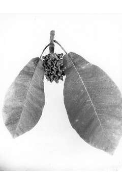 Image of Big-Leaf Magnolia