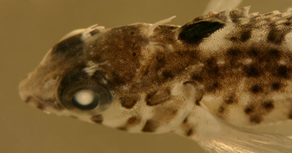 Image of Dusky Blenny