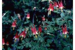 Image of red columbine