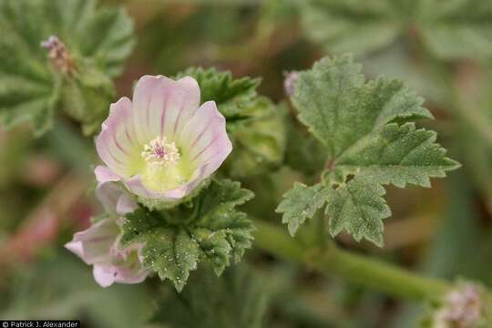 Image of common mallow