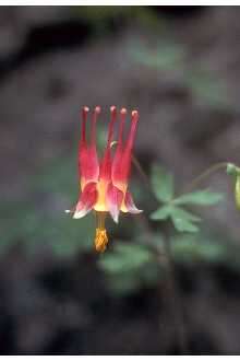 Image of red columbine