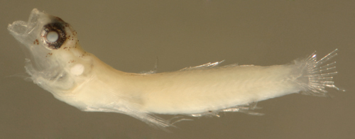 صورة Tigrigobius pallens (Ginsburg 1939)