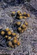 Image of Woolly Nipple Cactus