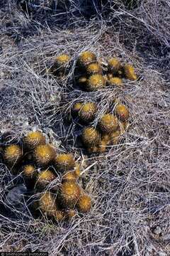 صورة Mammillaria nivosa Link ex Pfeiff.