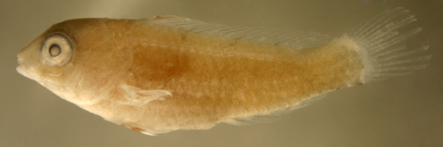 Image of Bucktooth Parrotfish