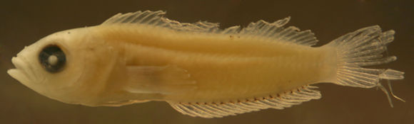 Image of <i>Labrisomus albigenys</i>