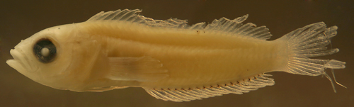 Image of <i>Labrisomus albigenys</i>