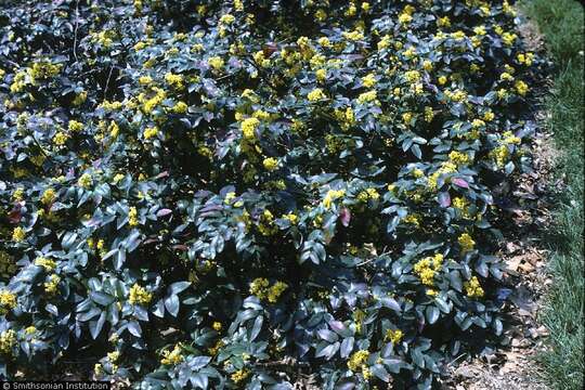 Image of wavyleaf barberry