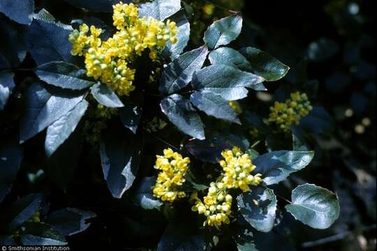 Image of wavyleaf barberry