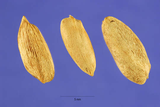 Image of Osage-orange