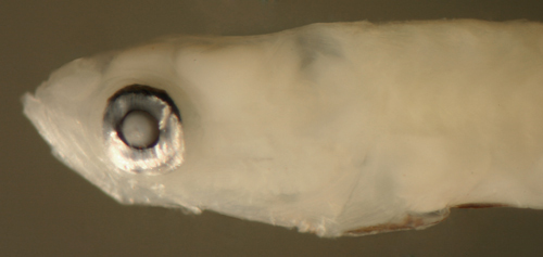 Image of Microgobius signatus Poey 1876