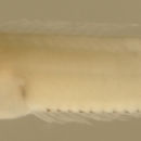 Paraclinus fasciatus (Steindachner 1876)的圖片