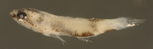 Image of Frillfin Goby