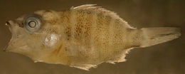 Image of Dogtooth Snapper