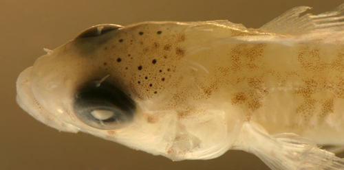 Image of Saddled Blenny