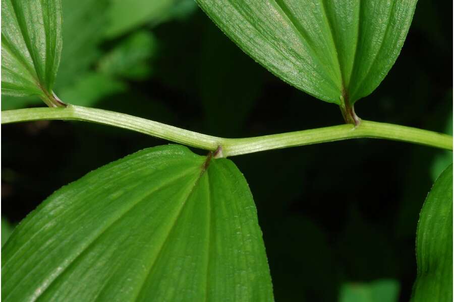 Image of feathery false lily of the valley