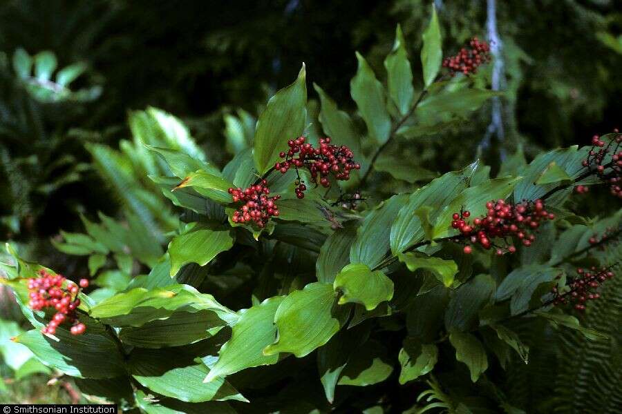 Image of feathery false lily of the valley