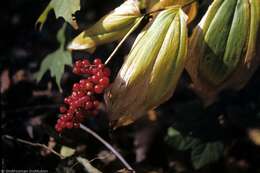 Image of feathery false lily of the valley