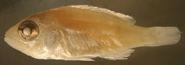 Image of Black Spot Snapper