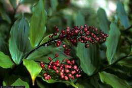 Image of feathery false lily of the valley