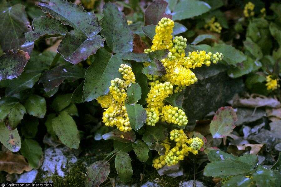 Image of creeping barberry