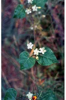 صورة Dictyanthus reticulatus Benth. & Hook. fil. ex Hemsl.