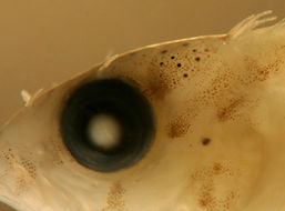 Image of labrisomid blennies