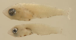 Image of Eucinostomus