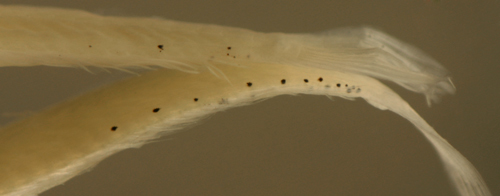 Image of Pugjaw Wormfish