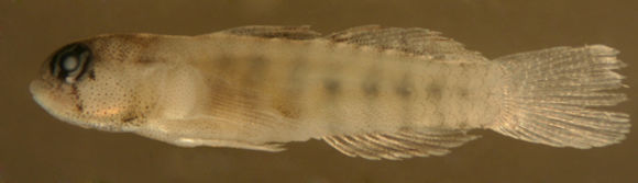 صورة Tigrigobius pallens (Ginsburg 1939)