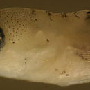 Image of Barfin Goby