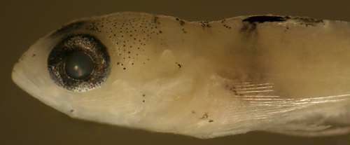 Image of Barfin Goby