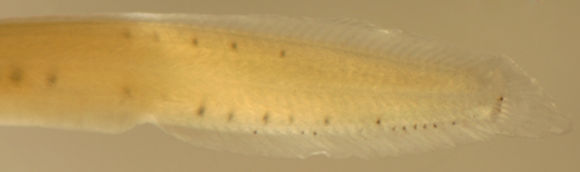Image of Seagrass Blenny