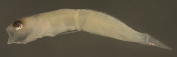 Image of Comma goby