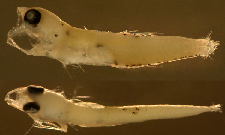 Image of Kuna goby