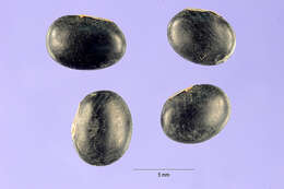 Image of horsegram