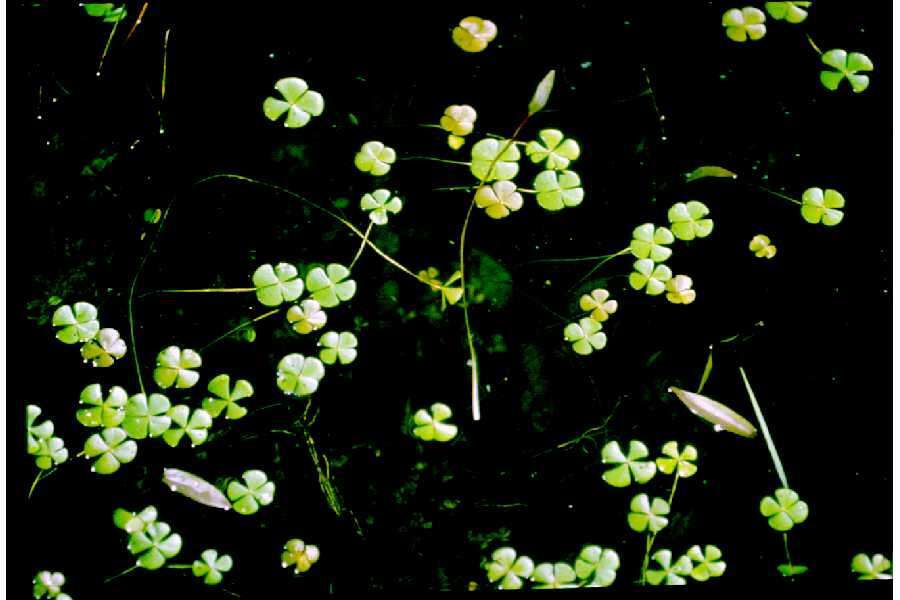 Image of hairy waterclover