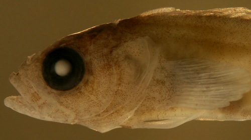 Image of <i>Labrisomus guppyi</i>