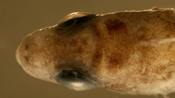 Image of <i>Labrisomus bucciferus</i>