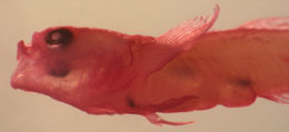 Image of Scaleless Goby