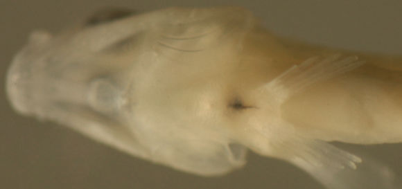 Image of Scaleless Goby