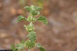 Image of horehound