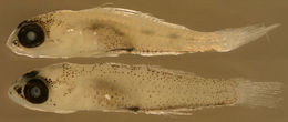 Image of Masked Goby